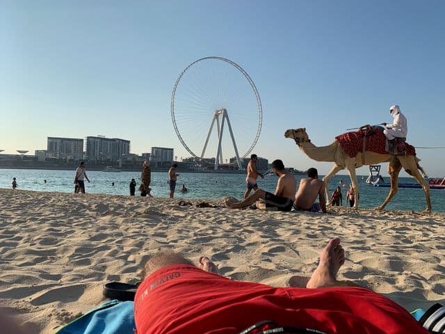 Velbloud na pláži JBR, v pozadí Ain Dubai